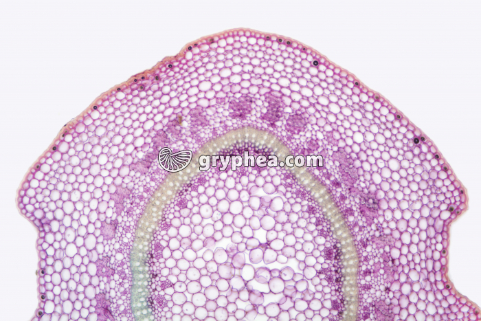 Tige de Pervenche x25 - gryphea.com